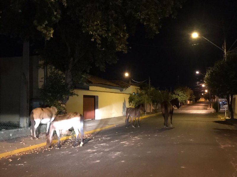 Cavalos são vistos andando pelas ruas do bairro Santa Terezinha 