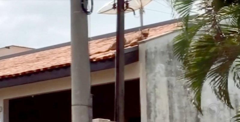 Onça-parda é encontrada em telhado de casa