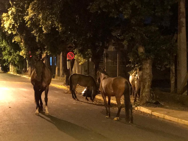 Cavalos são vistos andando pelas ruas do bairro Santa Terezinha 