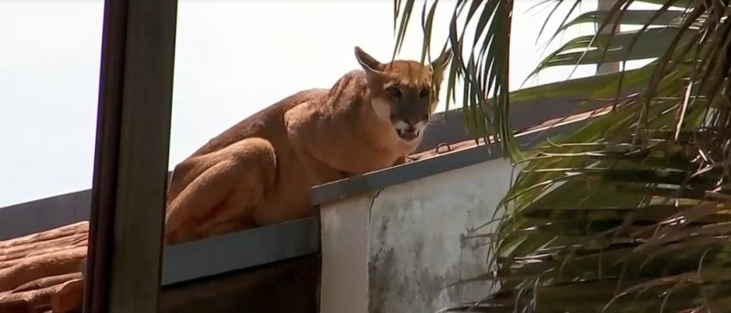Vizinha de casa onde onça apareceu no telhado fala sobre susto: 
