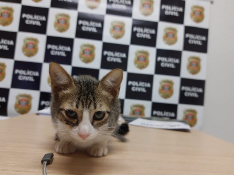 Homem é preso por abandonar filhote de gato após ser flagrado por PMs com caixa de papelão