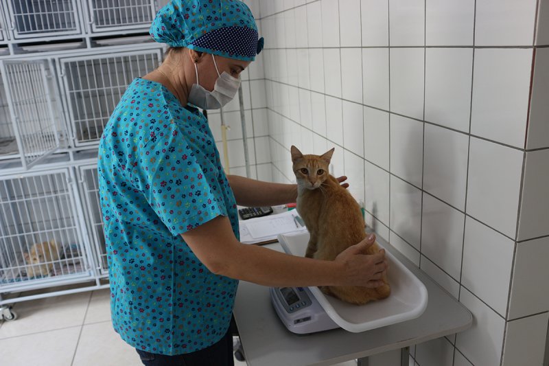 Dúvidas: APAP e CCZ explicam sobre castrações animais na cidade