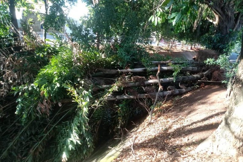 Tempestade: Chuva derruba árvores e deixa bairros sem energia