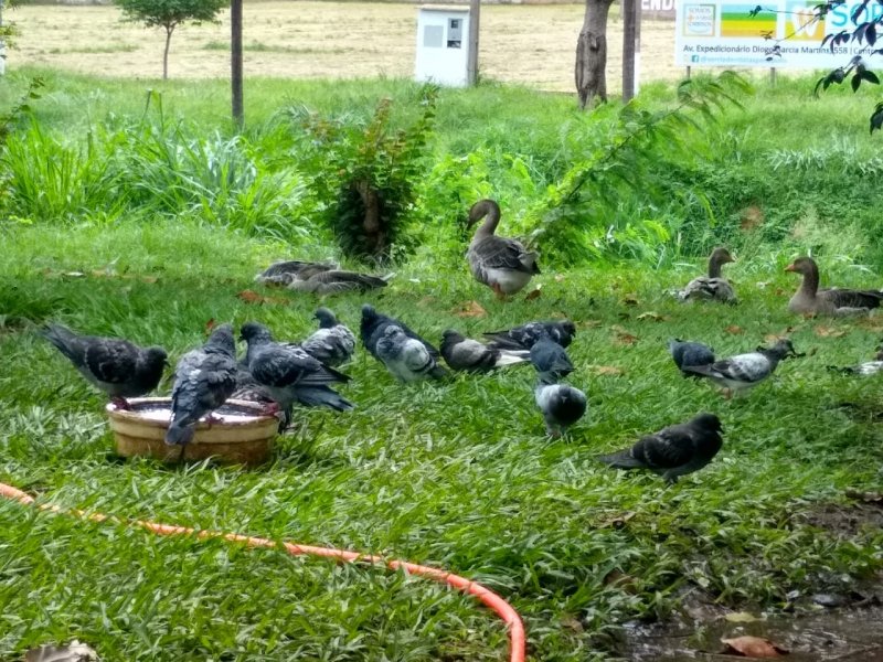 Patos voltam a ser assunto no Parque Santa Leonor