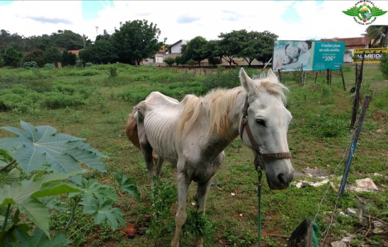 Cavalo é encontrado com maus tratos e carroceiro é multado