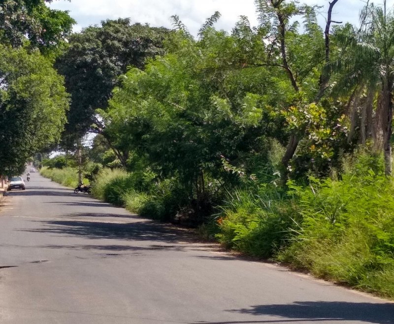 Cidade Jardim: Moradores reclamam de mato alto na linha férrea