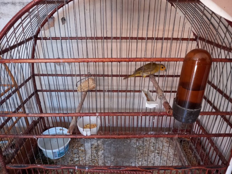 PM Ambiental multa homem por criação irregular de aves