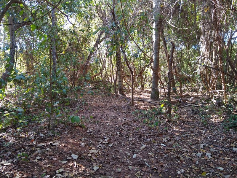 Dono de propriedade rural é multado por degradação ambiental em Alto Alegre