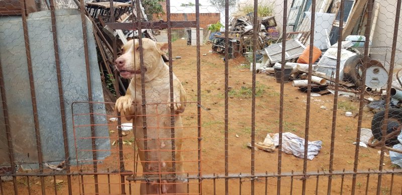 Homem é multado por manter cadela em local inadequado