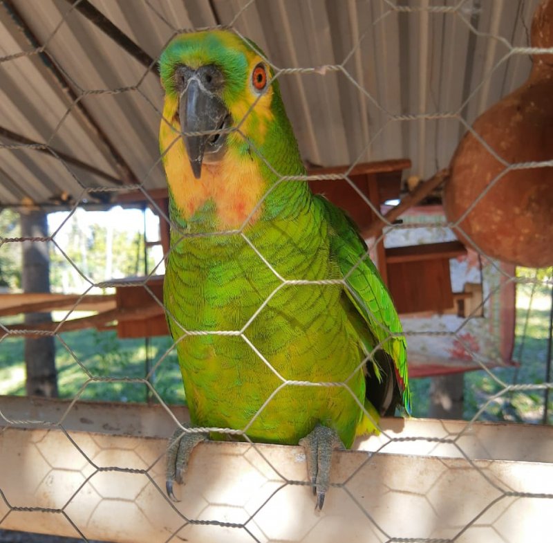 PM Ambiental autua homem que mantinha papagaio em gaiola