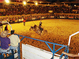 Prestígio: “1º Penápolis Rodeio Festival” foi sucesso de público