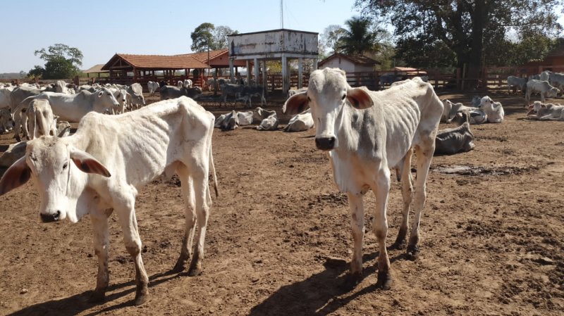 Bezerros são encontrados mortos em fazenda e dono é multado em R$ 900 mil