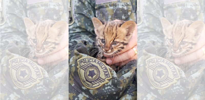 Filhote de gato-do-mato é resgatado em rodovia entre Penápolis e Avanhandava
