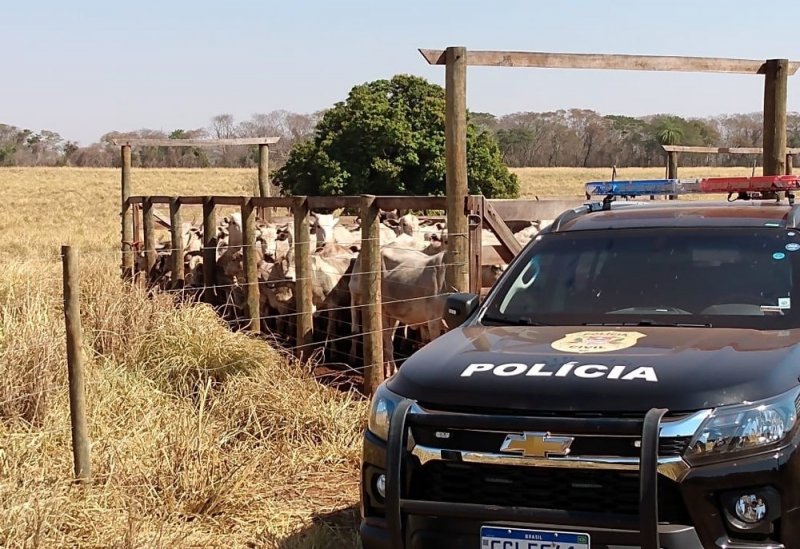 Polícia Civil recupera 72 bovinos furtados de propriedade rural