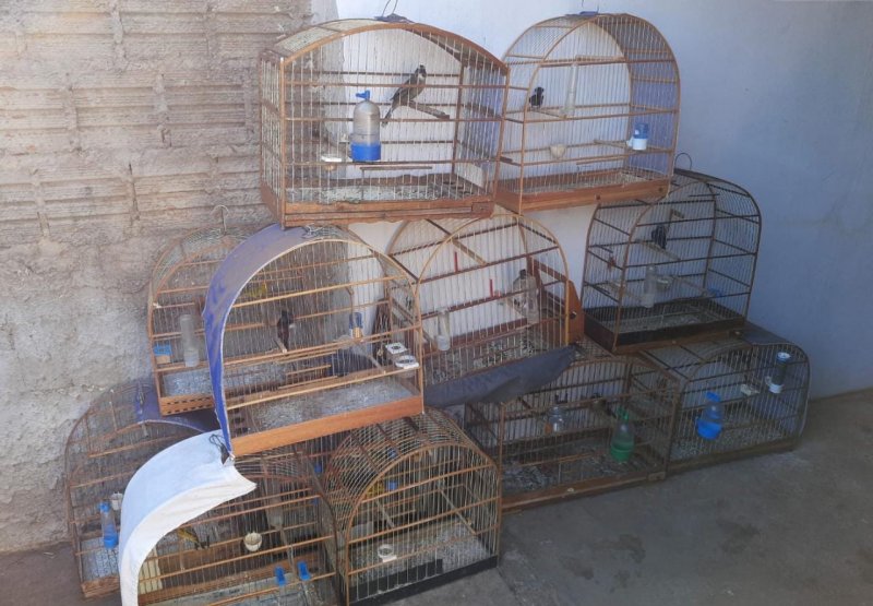 Gaiolas com aves são apreendidas e proprietário multado
