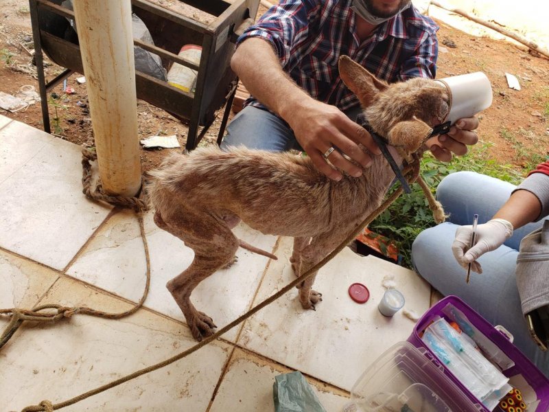 Cães, papagaios e gata são resgatados em situação maus-tratos e dono é preso