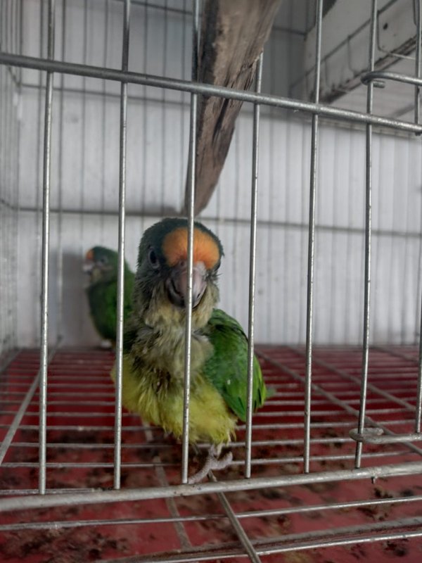 Homem é flagrado com arma e aves irregulares