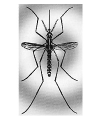 Vigilância Epidemiológica orienta sobre a Febre Amarela