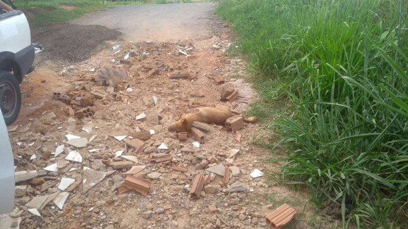 Cachorro é sacrificado após ser encontrado com patas mutiladas