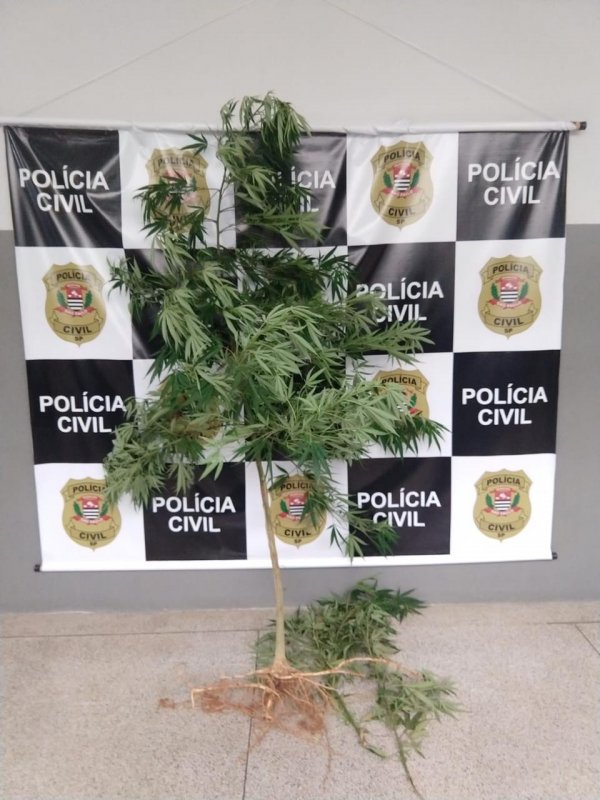 Polícia Civil encontra pé de maconha em residência