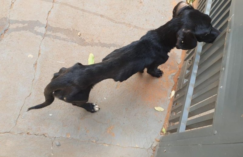 Região: Cães são resgatados em situação de abandono