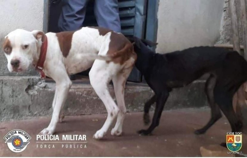 Região: Homem é preso por maus-tratos de animais