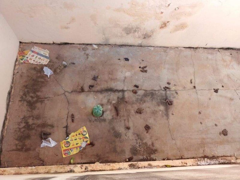 Homem é preso por maus-tratos após polícia encontrar cachorro morto na casa dele