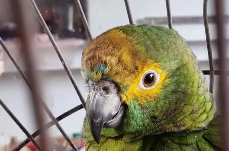 Trio é autuado em mais de R$ 70 mil por maus-tratos a animais silvestres e exóticos