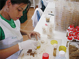 Cana de Açúcar: Laboratório penapolense é referência em controle biológico