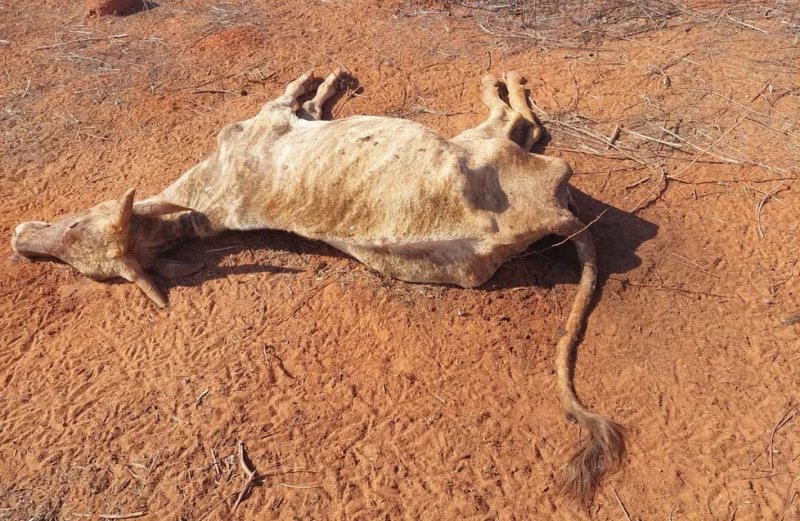 Produtor rural é multado em R$ 24 mil por maus-tratos a animais