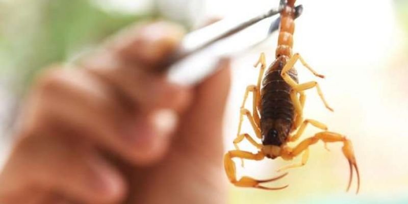 Aumento de riscos: Ivan Sammarco faz alerta sobre escorpiões 