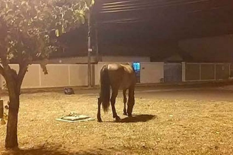 Câmara Municipal: Aprovadas alterações para apreensão de animais de grande porte