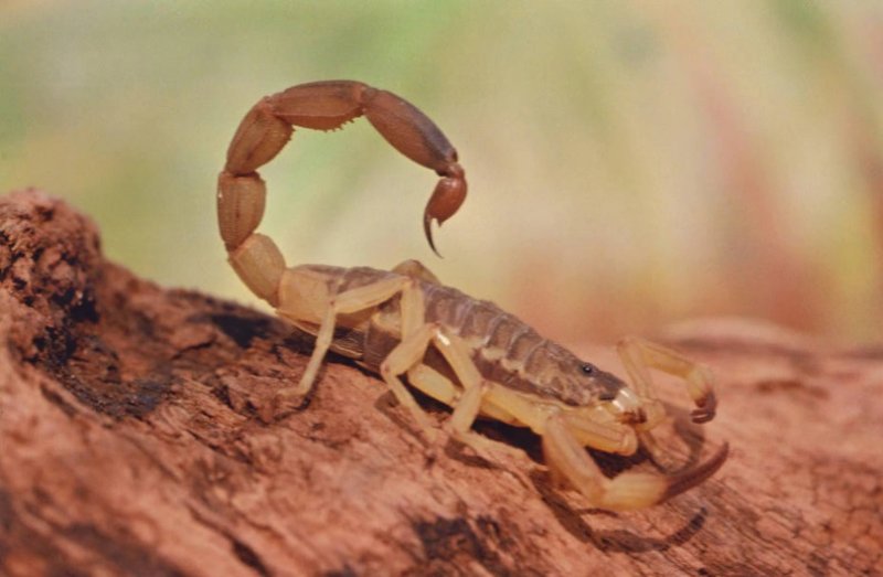 Criança de dois anos morre após ser picada por escorpião