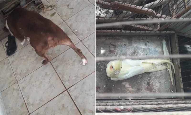 Região: Homem é multado em mais de R$ 27 mil por maus-tratos a animais