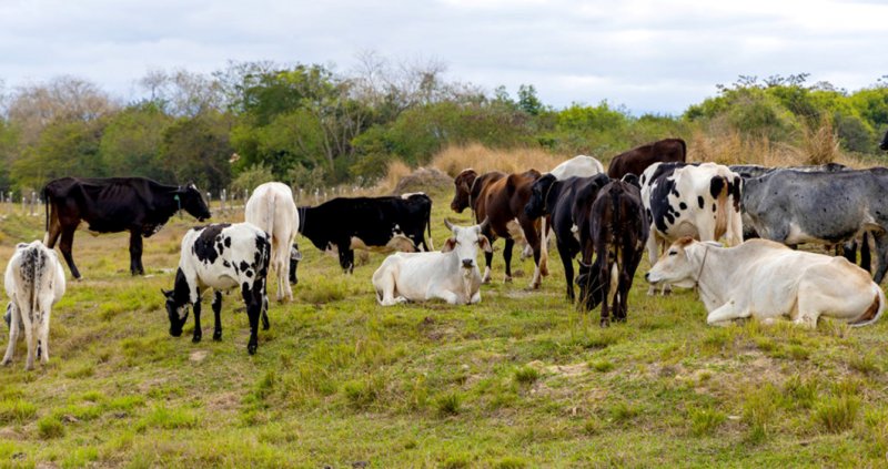 Prorrogada até 17 de dezembro a 2ª etapa da  campanha de vacinação contra a febre aftosa