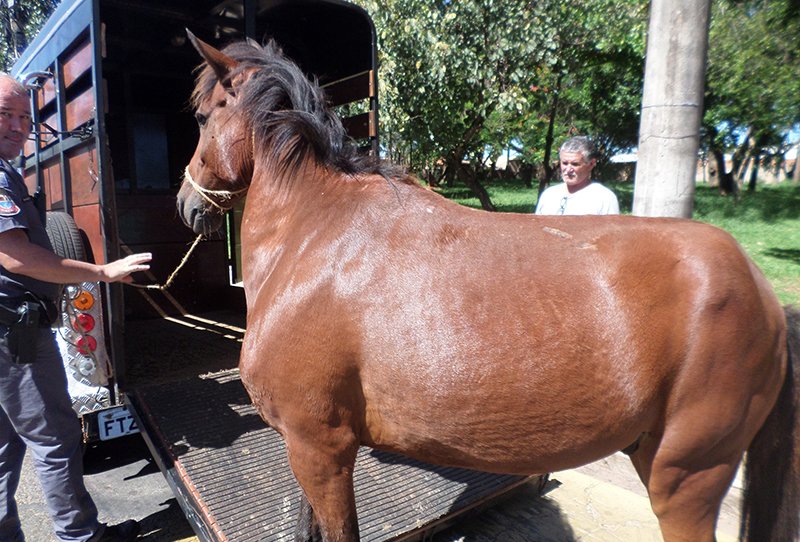 Prefeitura realiza apreensão de animais soltos em vias públicas