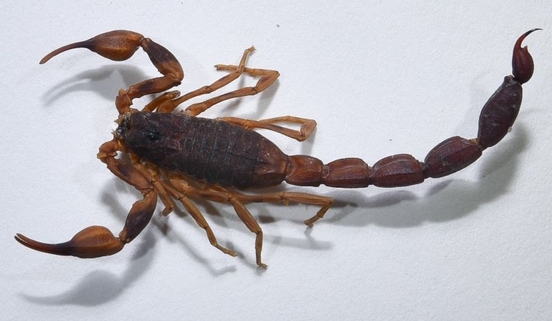 Menino de 4 anos morre após ser picado por escorpião