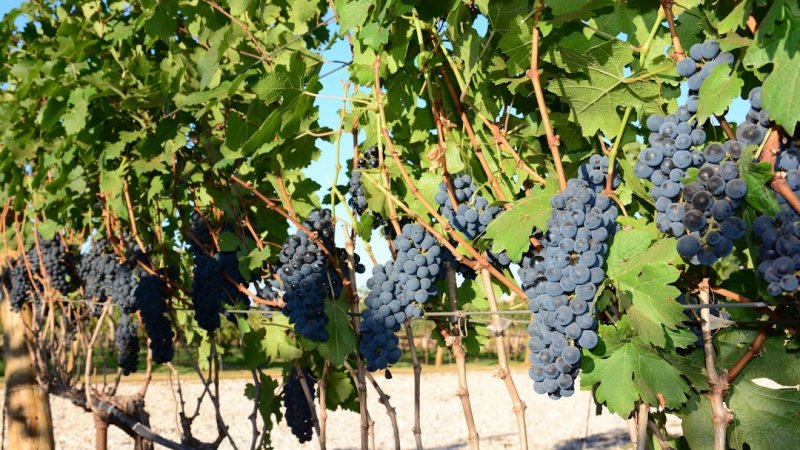 Rota Gastronômica de SP inclui vinícola penapolense