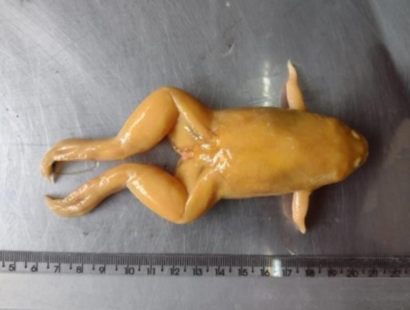 PM intercepta correspondência com rã e salamandra viva em agência dos Correios