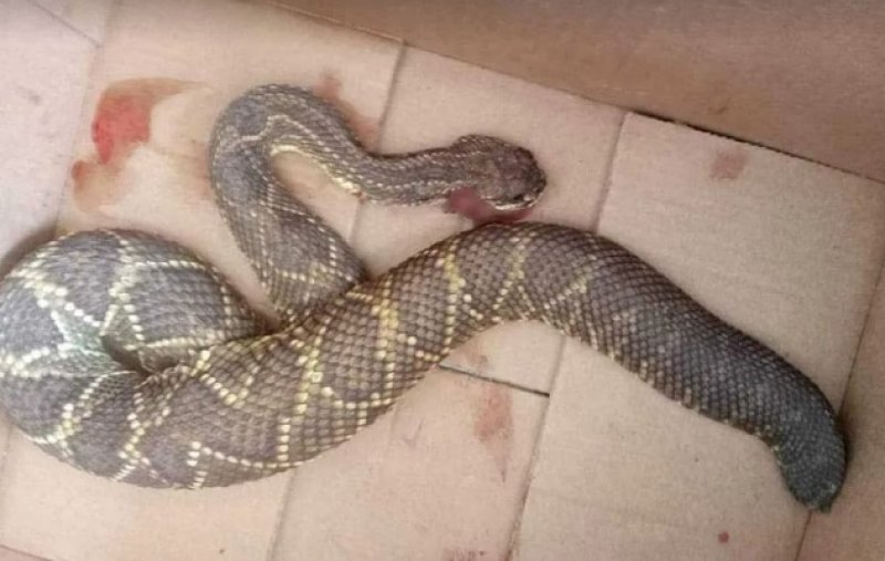 Mulher é internada após picada de cobra cascavel