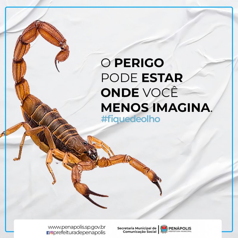 Atenção com escorpiões!