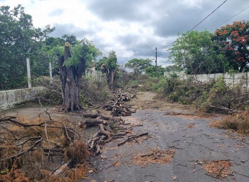 Região: Empresário é autuado em R$ 14 mil por podar 28 árvores