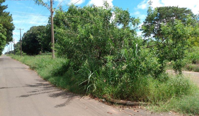 Moradores pedem atenção da Prefeitura de Penápolis com limpeza de via pública