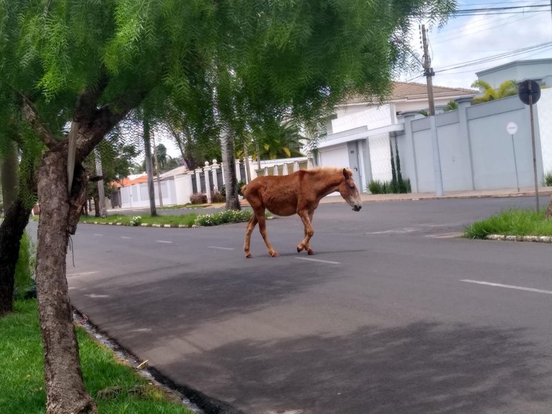 Empresa deve ser contratada para apreender animais soltos nas ruas