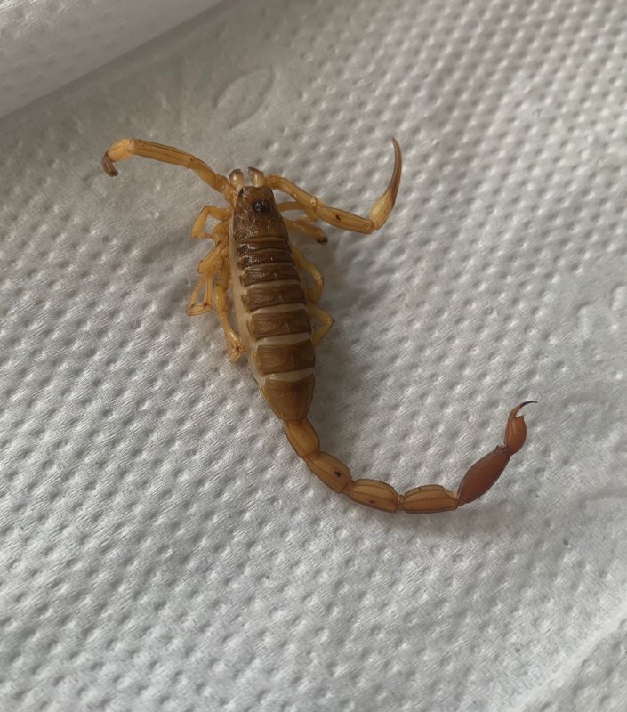 Em apenas 1 dia, sete pessoas foram picadas por escorpião em Lins