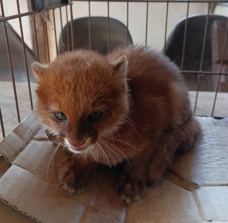 Gato mourisco é resgatado pela Polícia Militar Ambiental na região