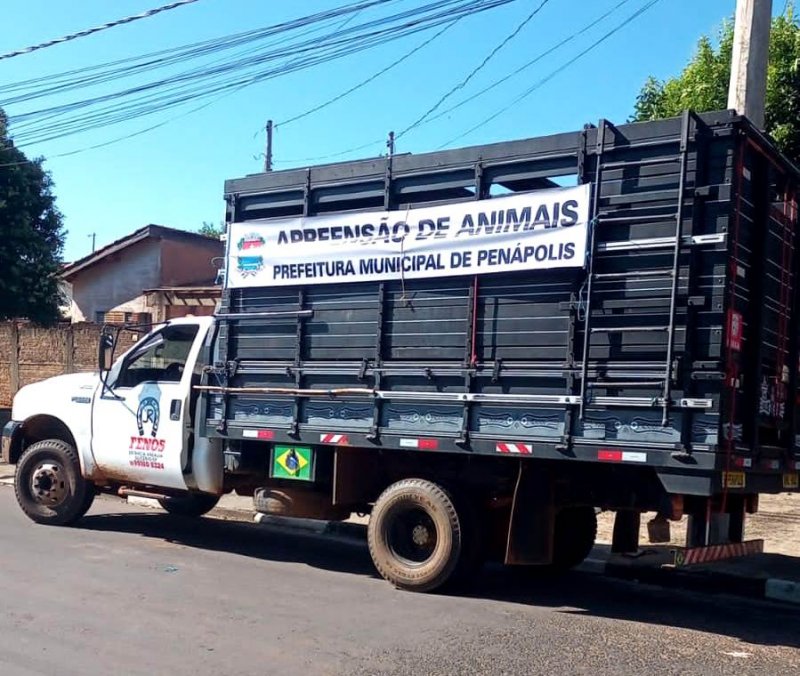 Conscientização: Prefeitura faz mobilização para alertar sobre animais soltos nas vias públicas