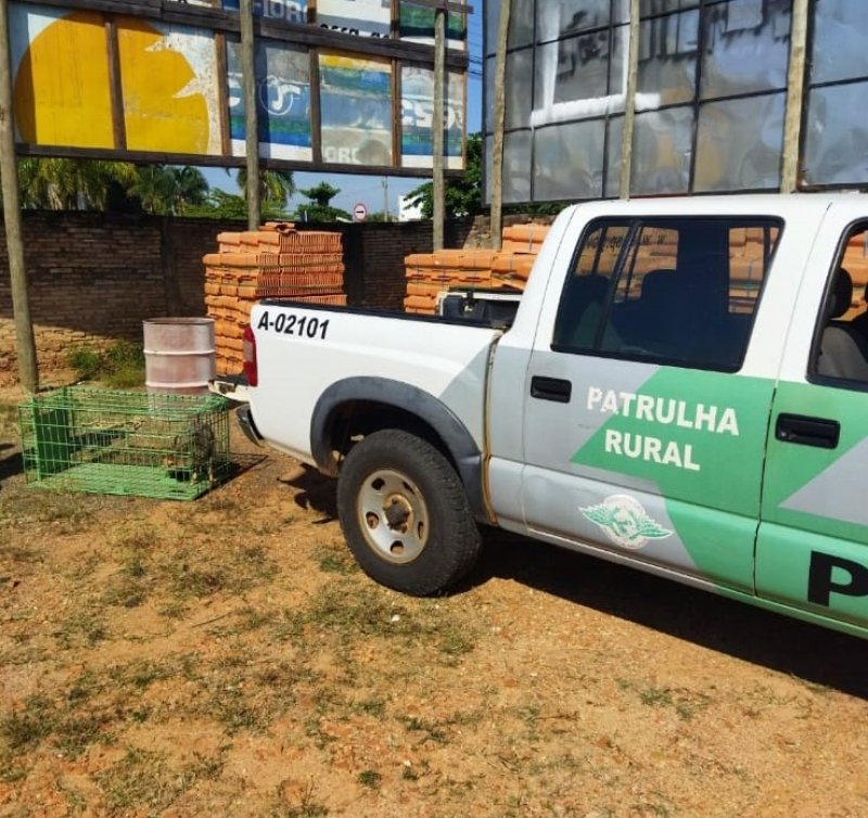 Raposa-do-campo: animal é capturado na área central da cidade