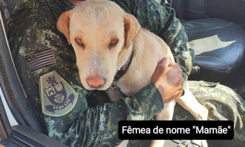 Mulher é detida e multada após denúncia de maus-tratos contra animal em Alto Alegre