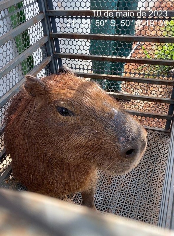 Capivara é capturada em empresa e devolvida à natureza em Penápolis
